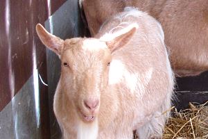 A single goat